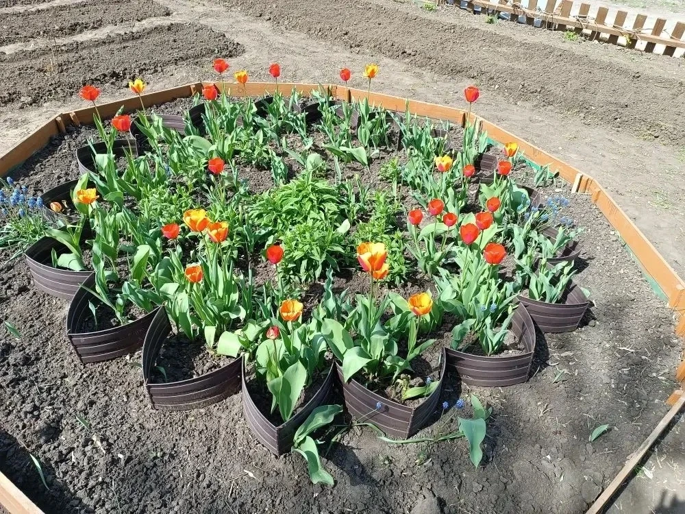 🌸 Наш цветник преображается на глазах, и это — целиком заслуга наших старшеклассников!  Дружной комп