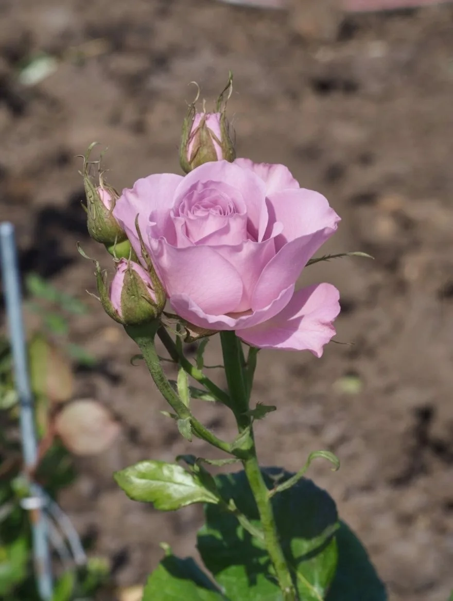 🕊️Вдохновленные величием природы: новый облик ГУЗ «ОКОД»  🌿Ландшафты знаменитых императорских парков