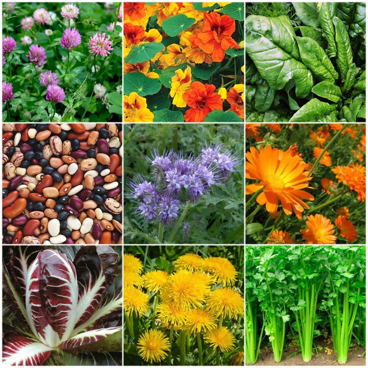 «Растения-друзья» или совместные посевы и посадки 🌿🍅🌼  Существуют растения, которые своим ароматом, 