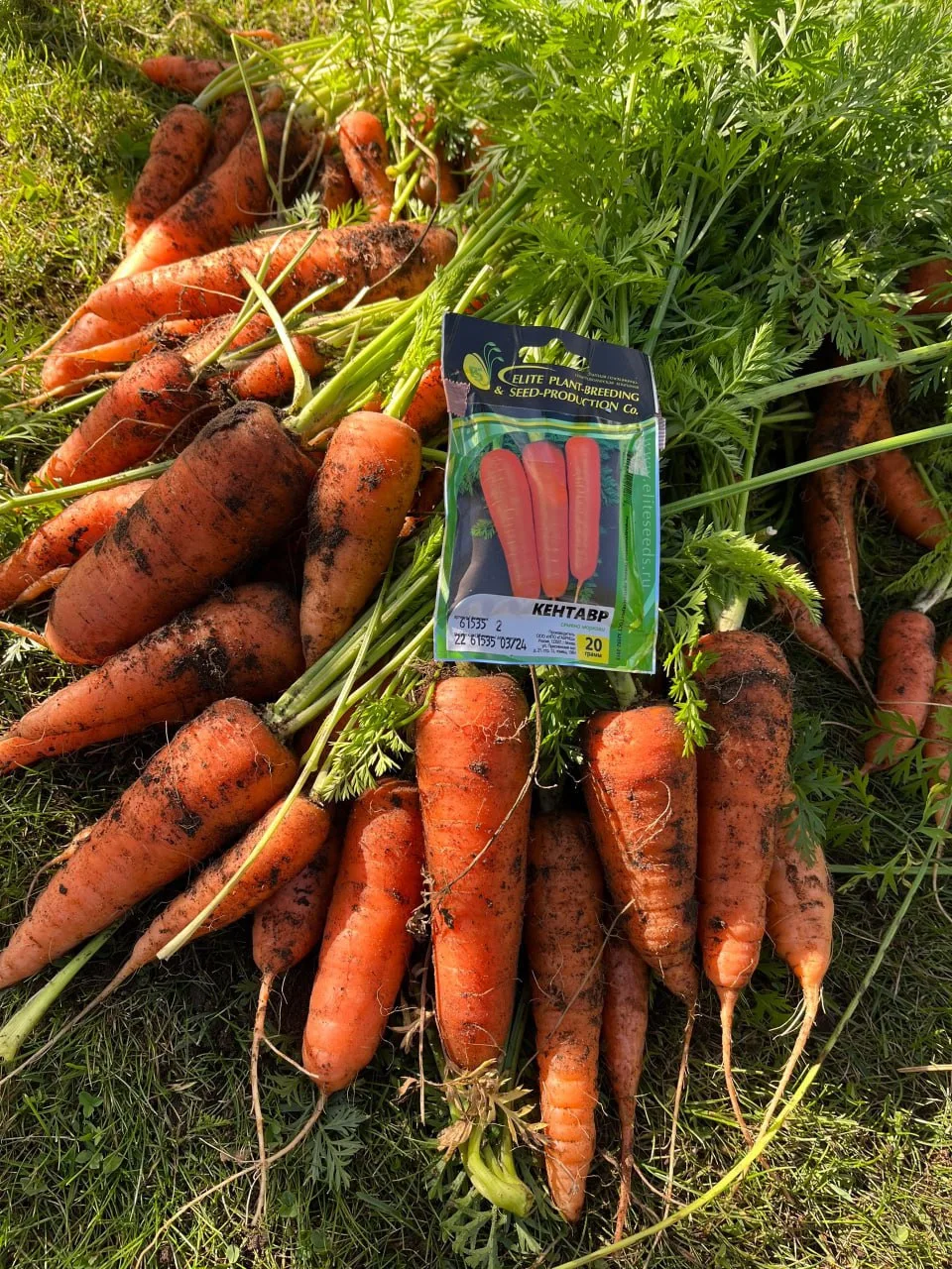 🥕 Первые 20-25 дней после посева моркови – какие могут быть ошибки?
