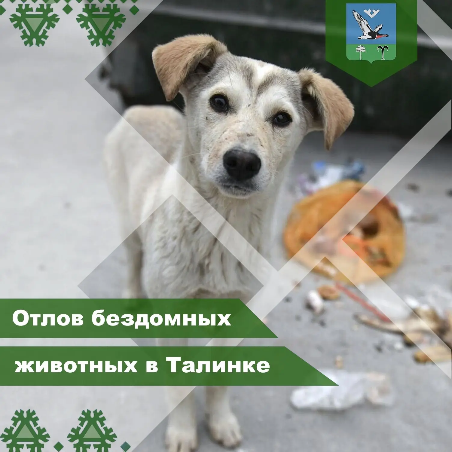 Сегодня в рамках договора с ИП Шлеин Е.А. был проведён очередной этап отлова безнадзорн...