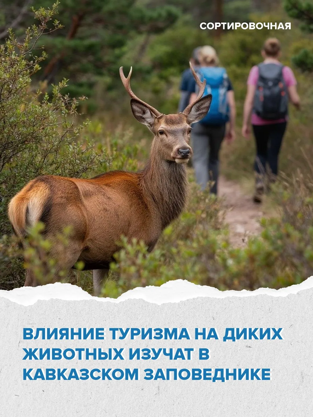 🎒 В Кавказском заповеднике стартовало исследование, как туристы влияют на животных 

Для этого спец