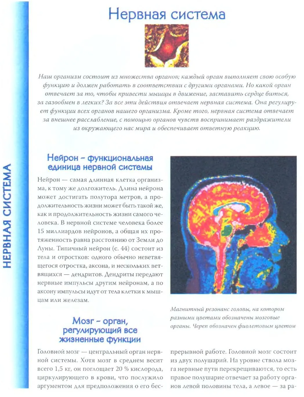 Нервная система