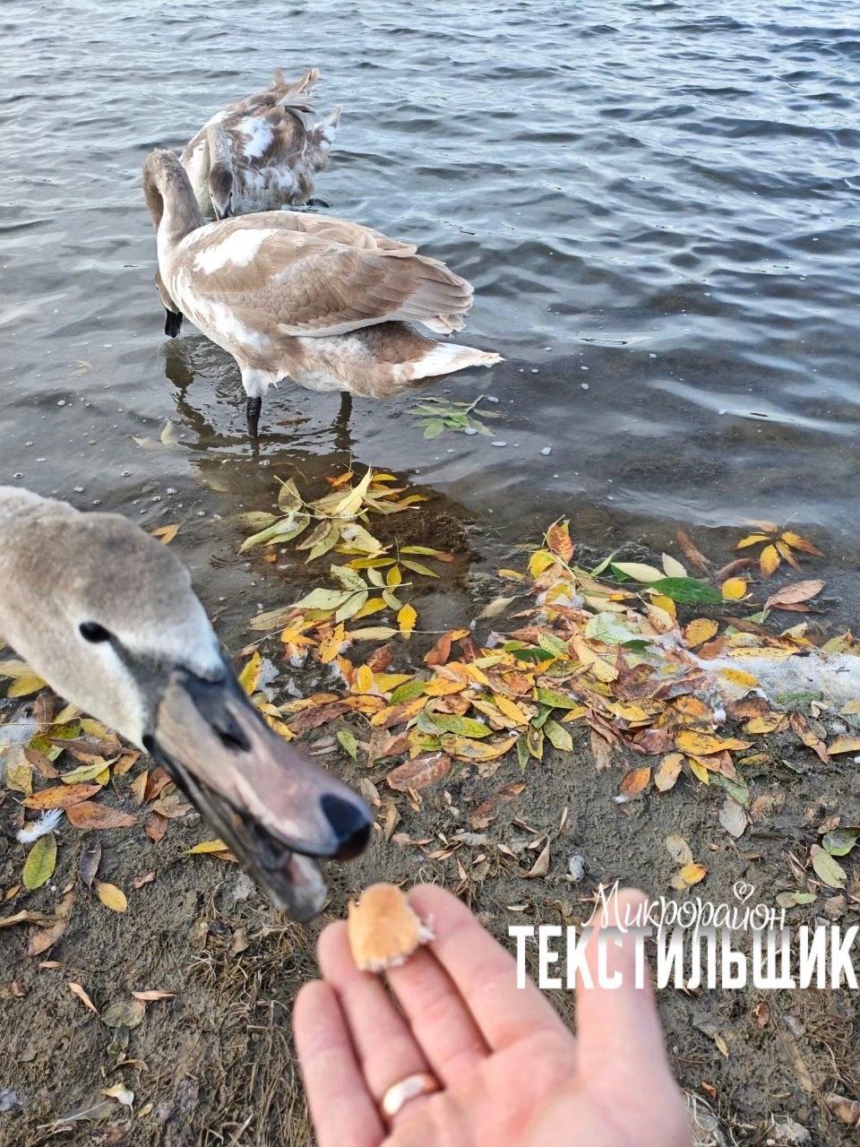 Порция «кусь» от лебедей на Кирша 🦢