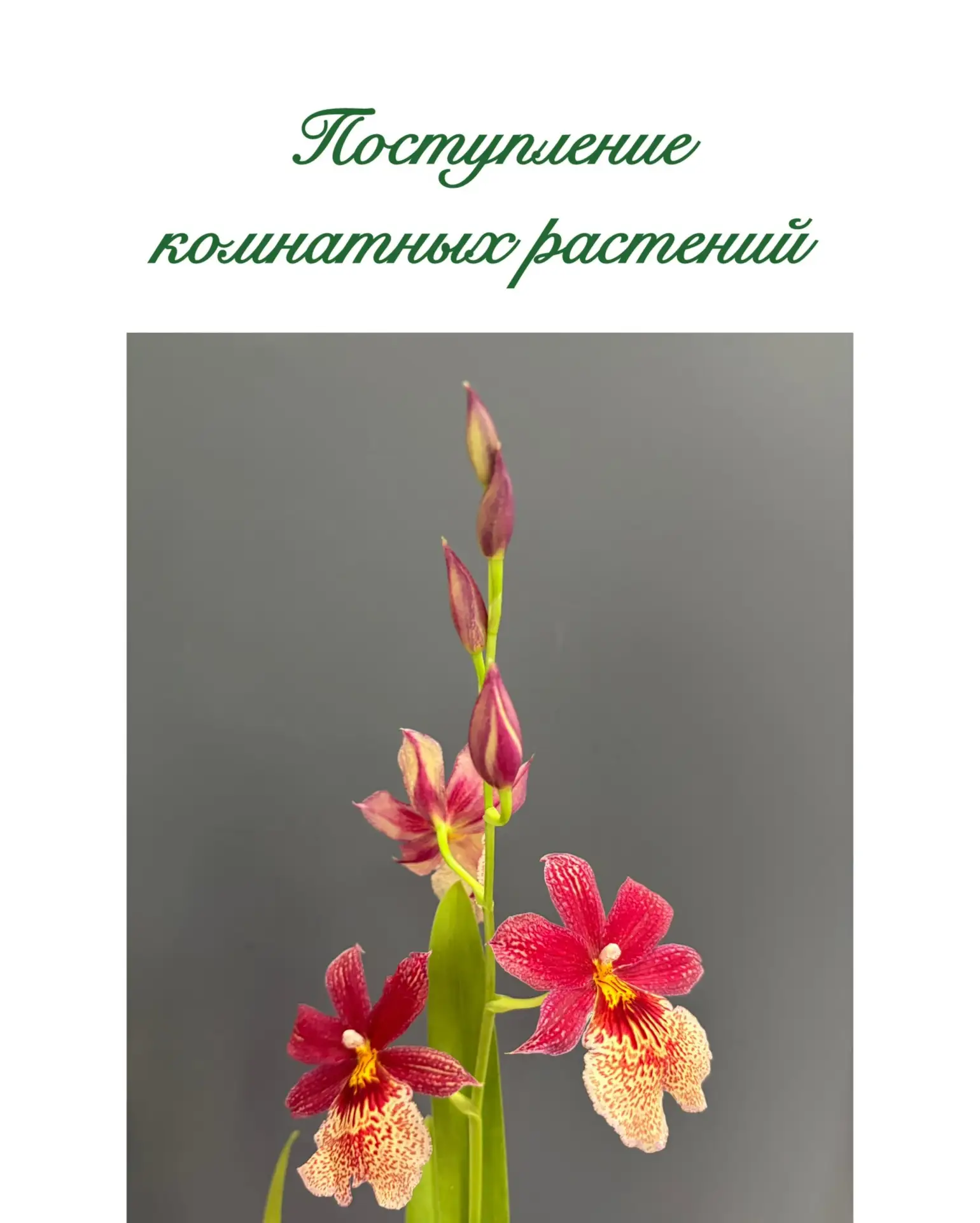 Поступление в магазин комнатных растений из нашей оранжереи 🫶