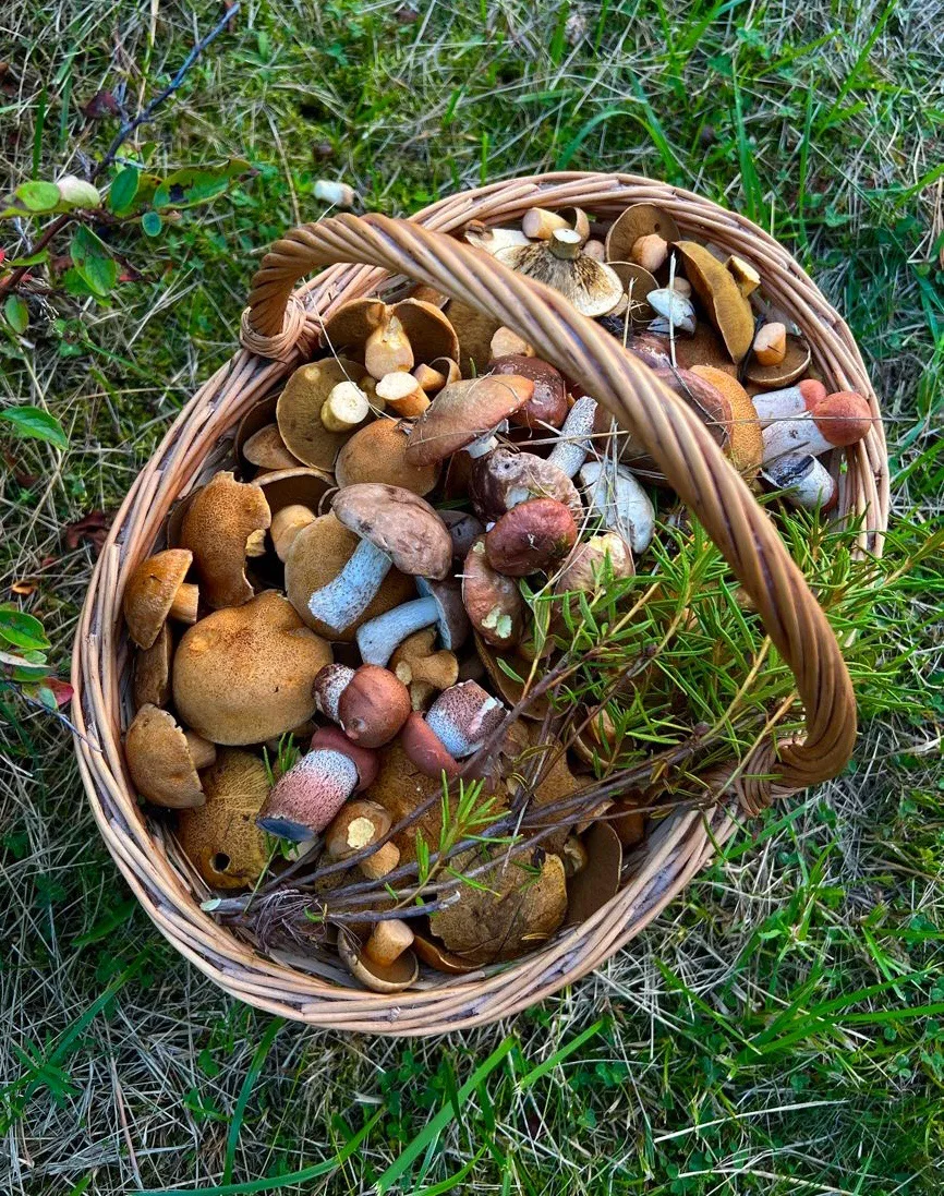 🪵🍄‍🟫 Лесной экспресс: в Пермском крае стартовал грибной сезон!