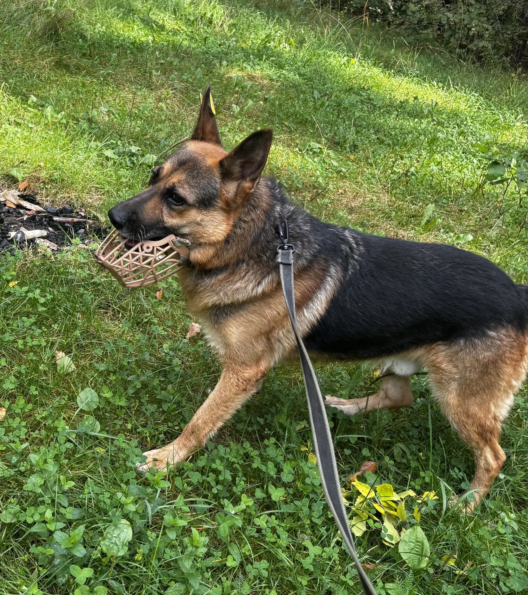 ЗНАКОМЬТЕСЬ, ЕЩЁ ОДИН НОВЕНЬКИЙ! 🐕‍🦺