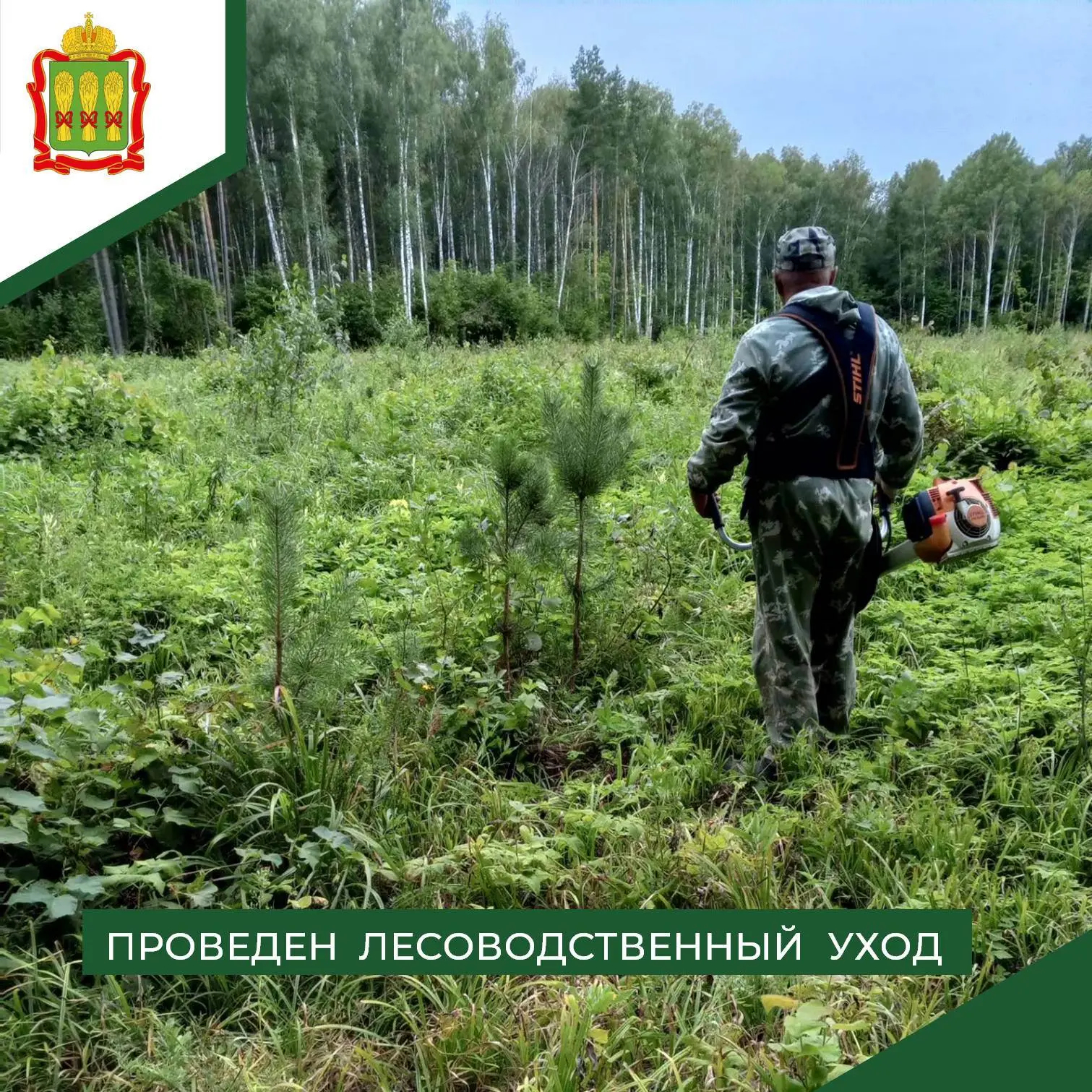 🌱 В рамках исполнения государственного задания проведен плановый лесоводственный уход ...