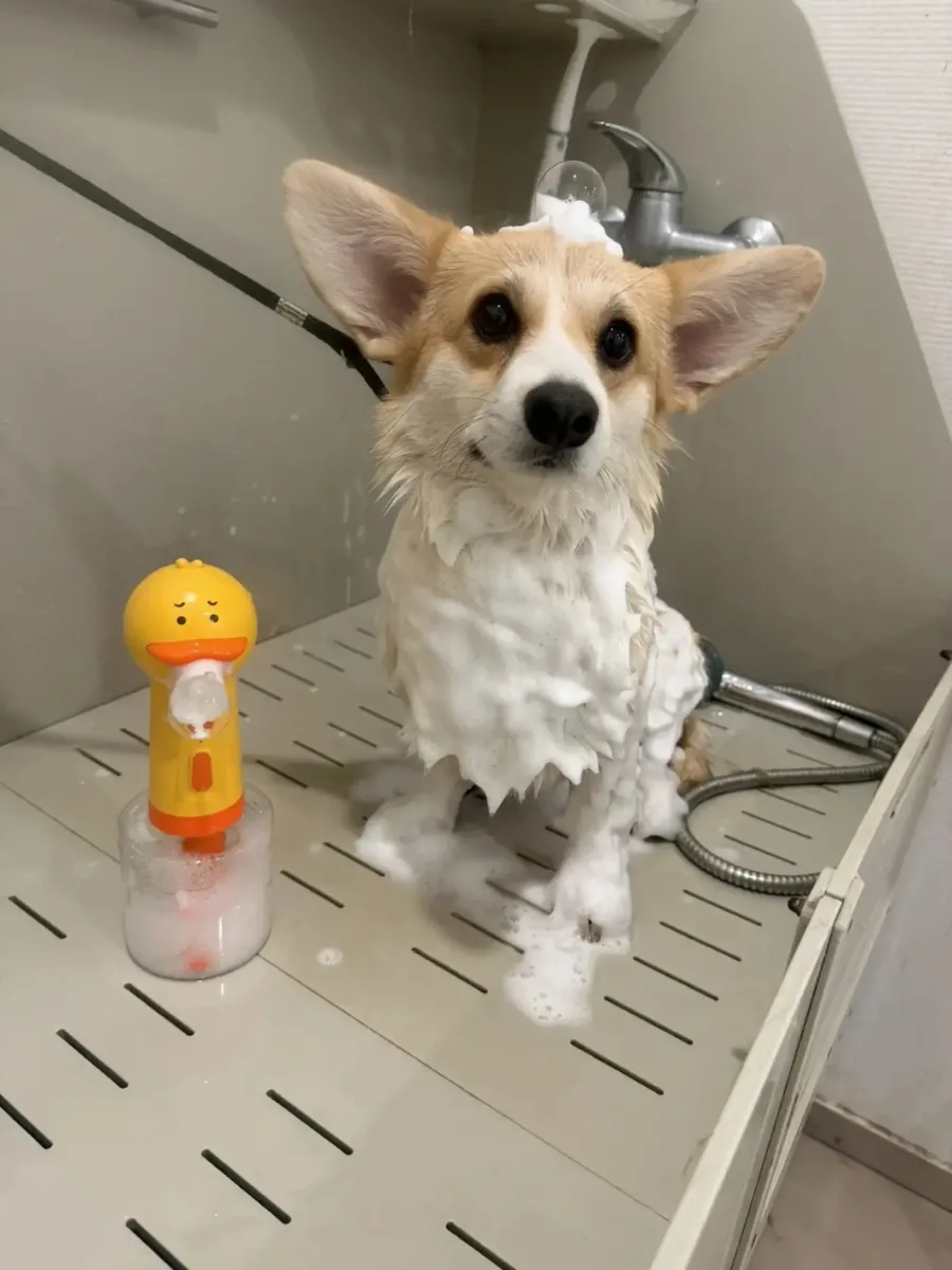 Милейший коржик искупался в пенном облачке ☁️🫧🧡