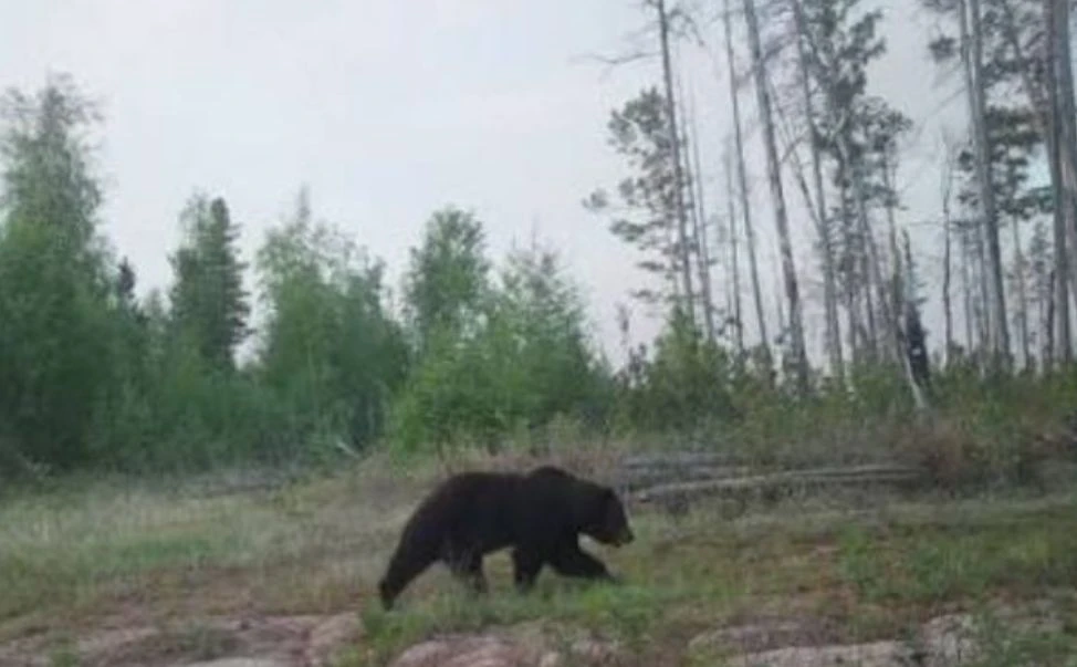 В случае выхода медведя в населённый пункт незамедлительно звоните по номеру 112 — Един...