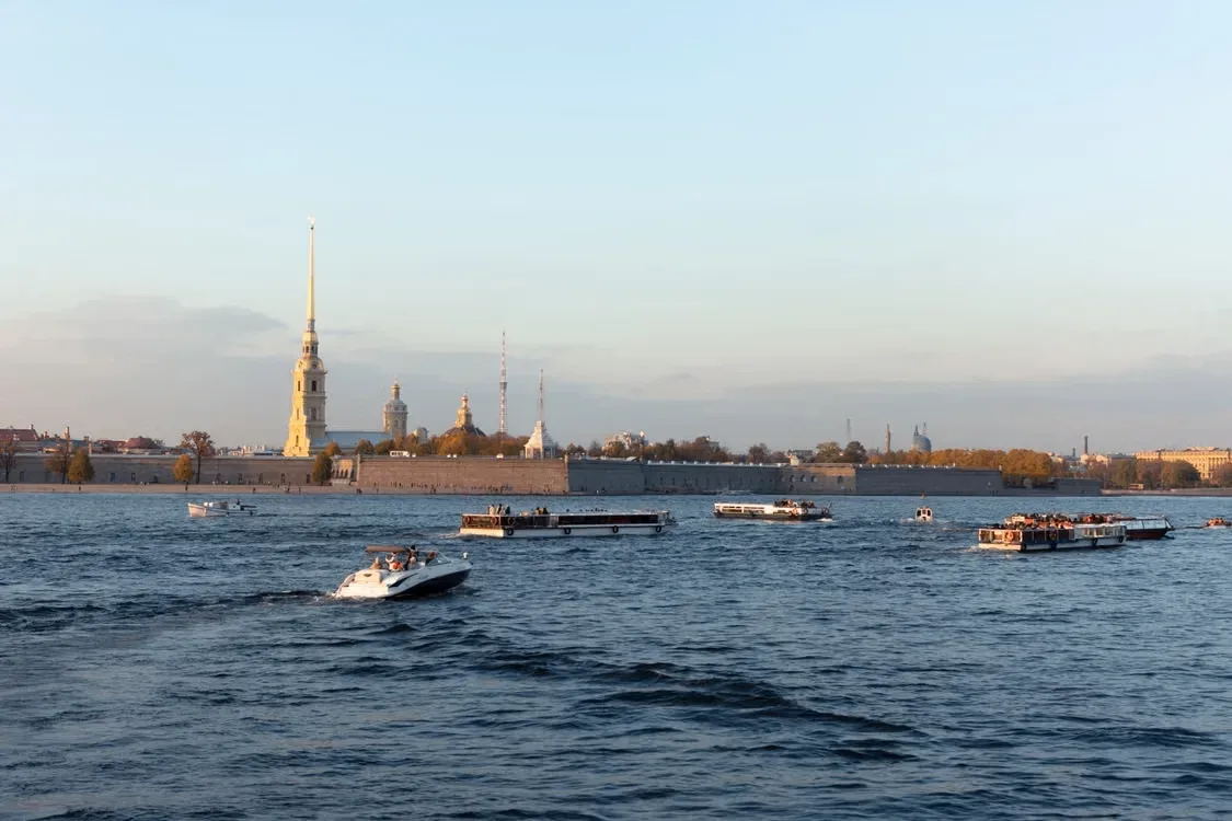 В Петербурге можно увидеть тюленей прямо в городской акватории