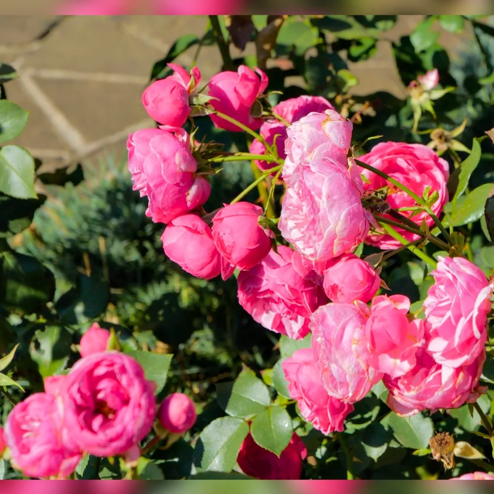 Невтерпеж: купили розы сейчас? Что с ними делать? 🌹  Сдержать себя в порыве покупки весной роз – зад