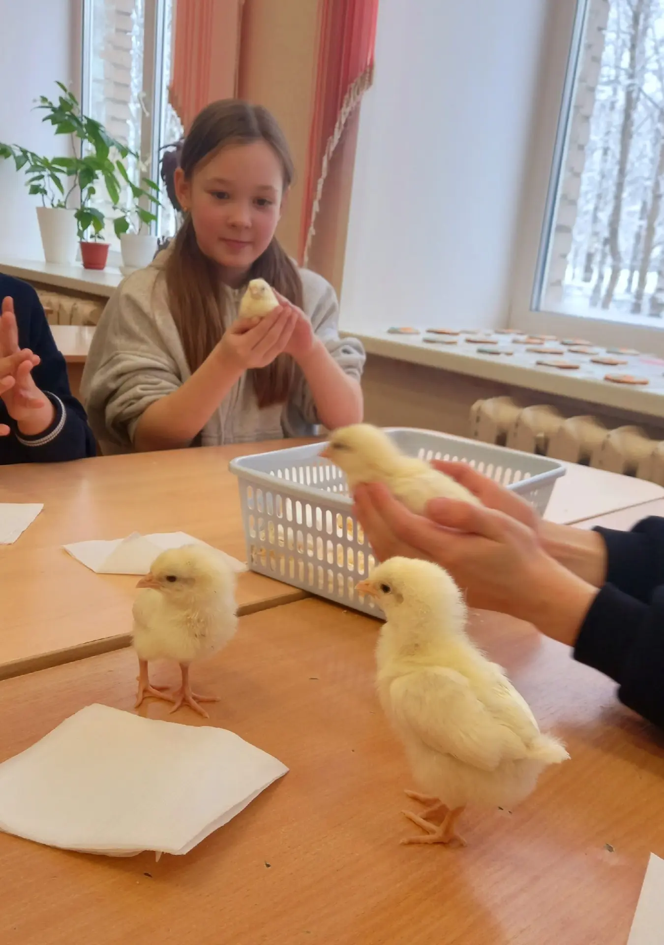 Наука на кончиках пальцев🧪🐣  3 «А» класс окунулся в удивительный мир эмбриологии птиц! 🦜  Что было н