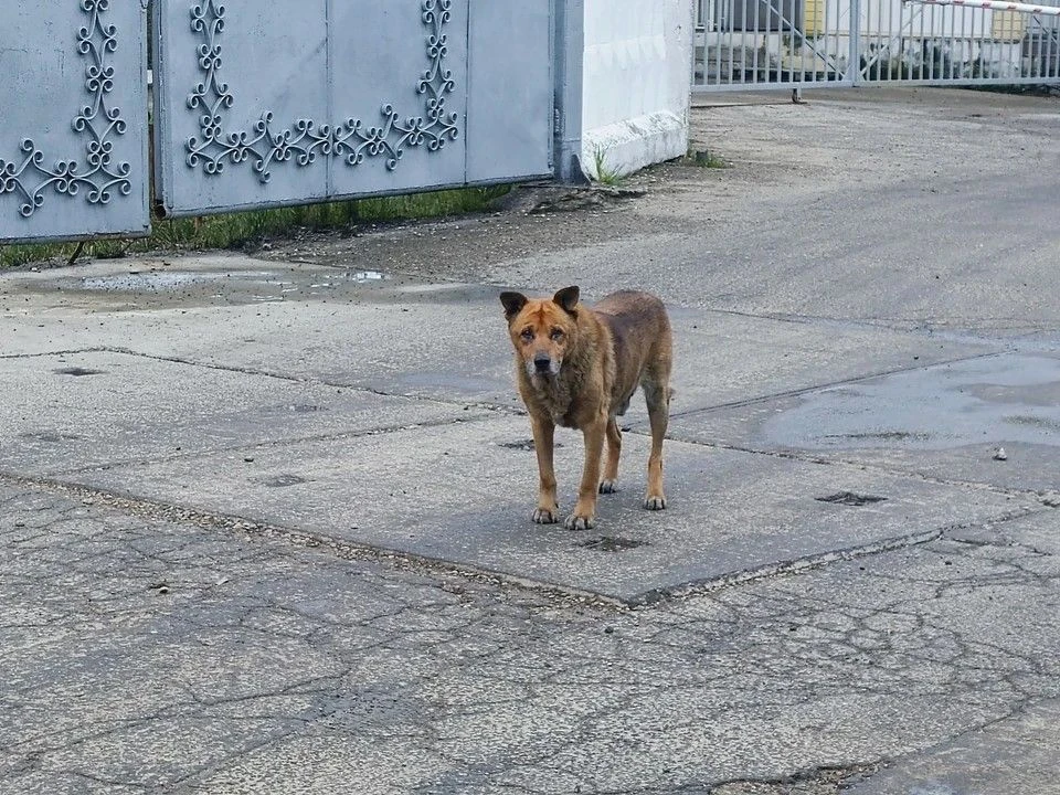 🐕 В Гае мужчину обвиняют в жестоком обращении с собакой