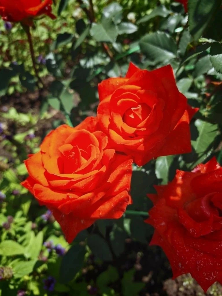 📍 ДВАДЦАТЬ ТРЕТЬЯ ЗАЯВКА НА «ЧӘЧӘК ФЕСТ» — СОЧНЫЕ КРАСКИ ДЕТСКОГО САДА «РЯБИНУШКА»! 🌸🍎