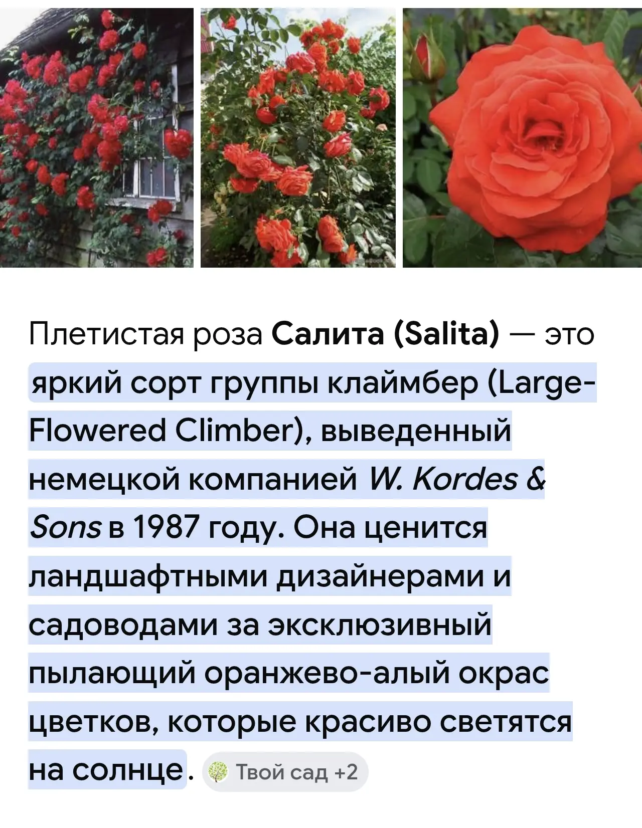 В наличии! 
Роза плетистая Салита! Хит! 
ЗКС Цена 800 руб
