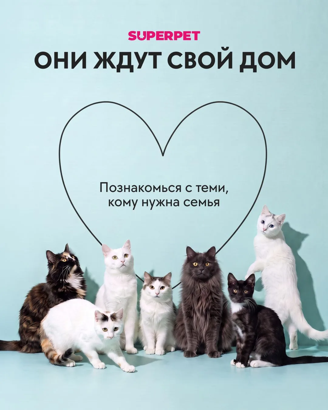 Малыши ждут свой дом🤍 Может, это знак для вас?