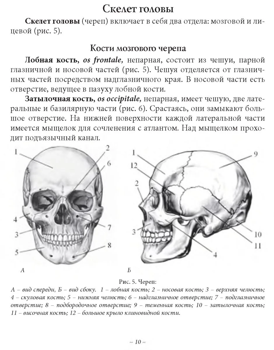 Скелет головы