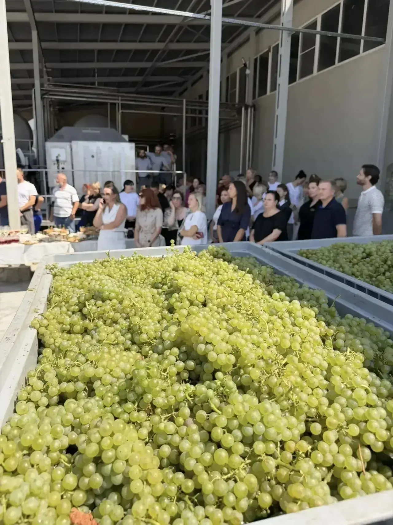🍇 Сезон переработки урожая 2026 года открыт! 🍾🥂