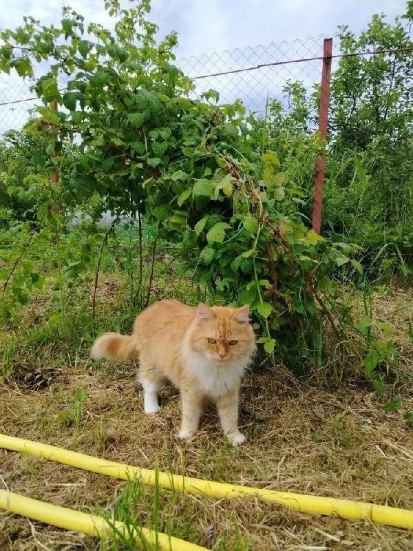 Кошка Буся вернулась домой спустя два дня после взрыва на заводе