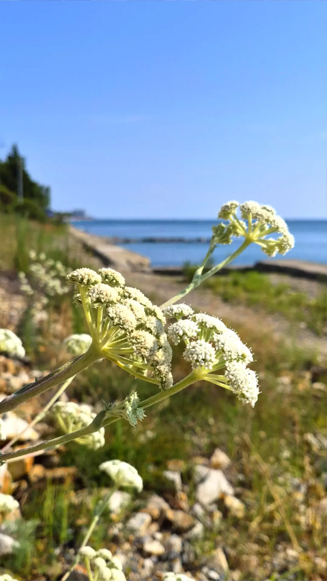 Атмосферно😎💥 с диких пляжей🌊🌿)..