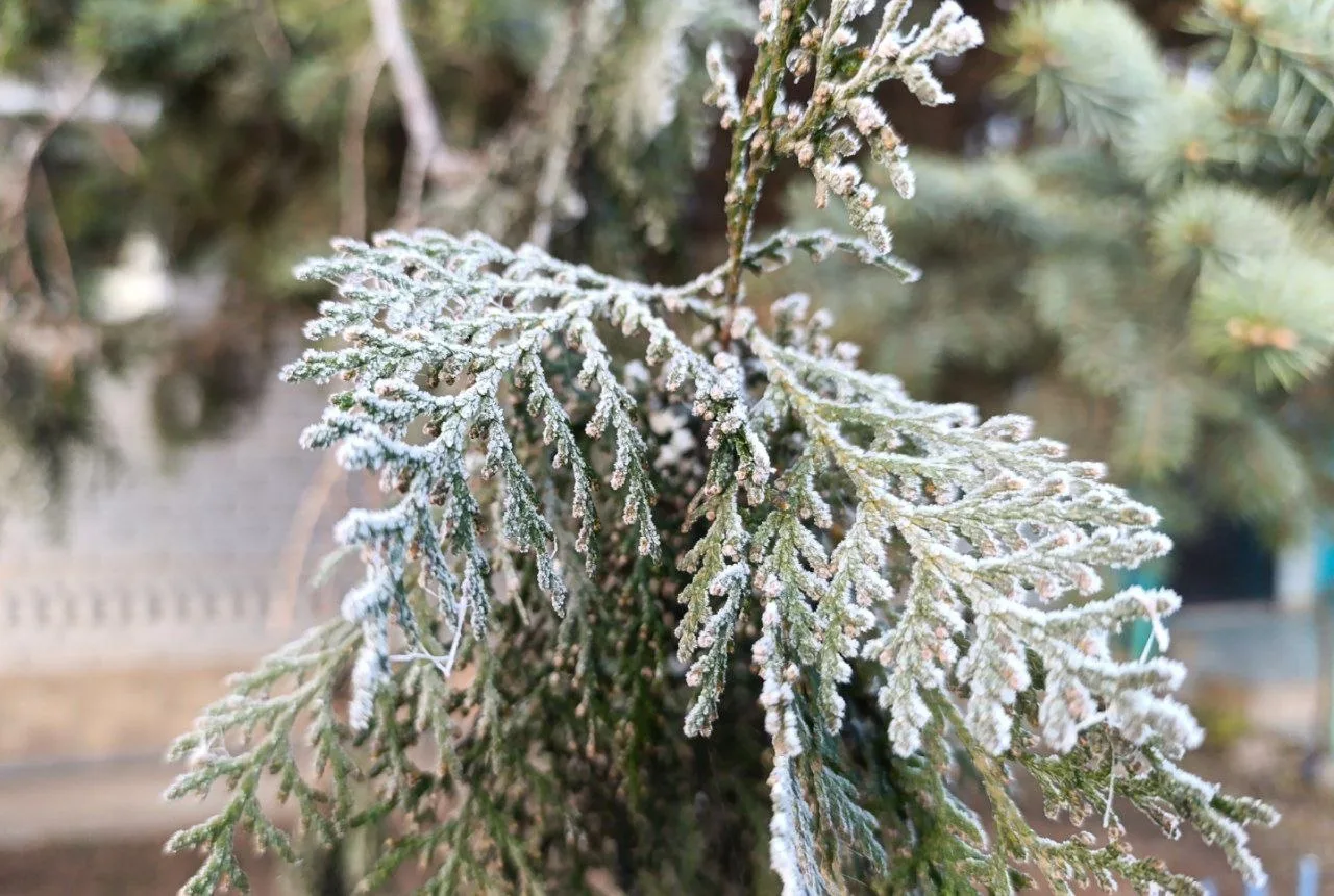 Заморозки идут в Астраханскую область: синоптики предупреждают о -3 °C
