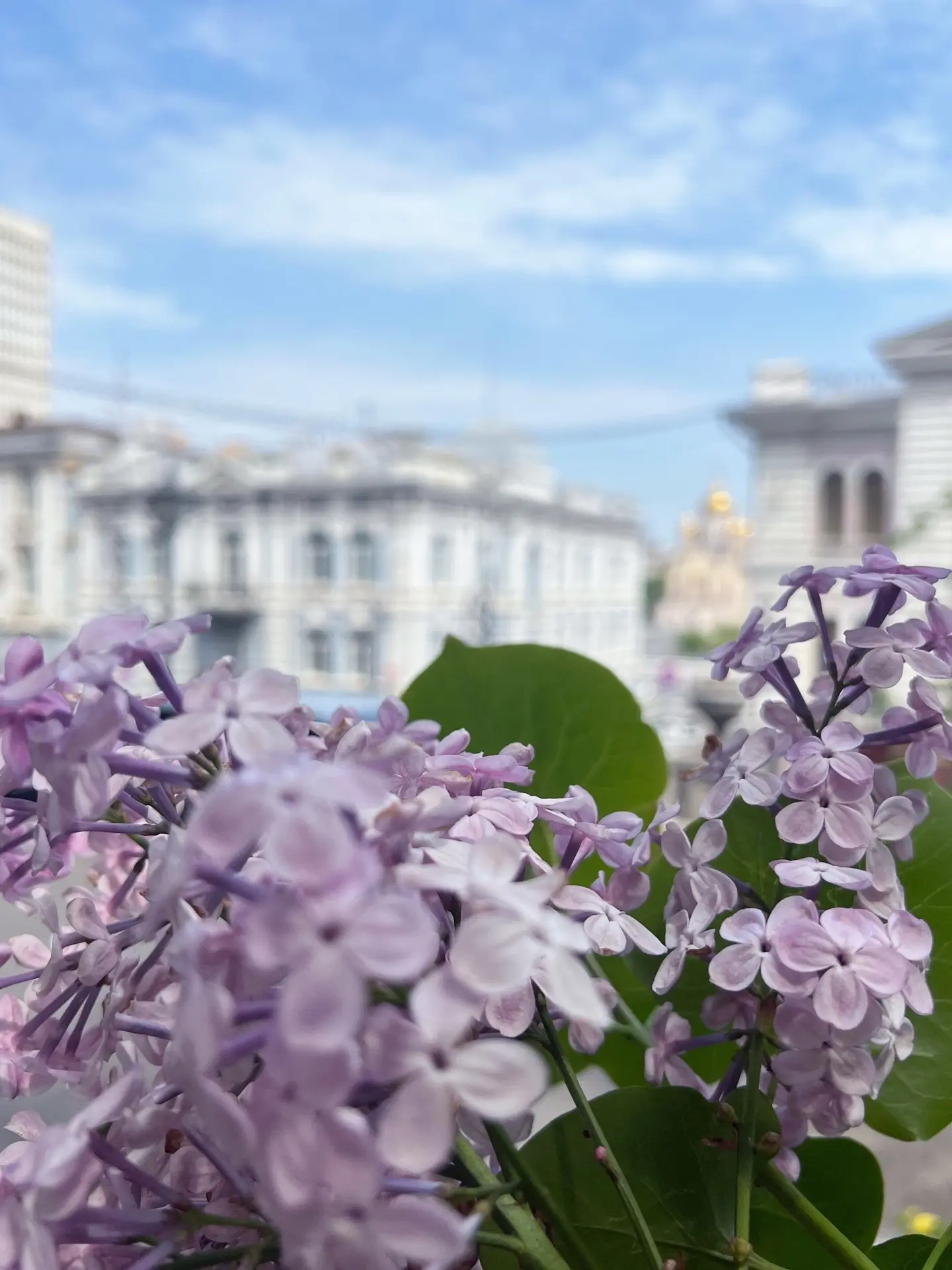 Радуемся выглянувшему солнцу и запаху сирени на улицах 🌿