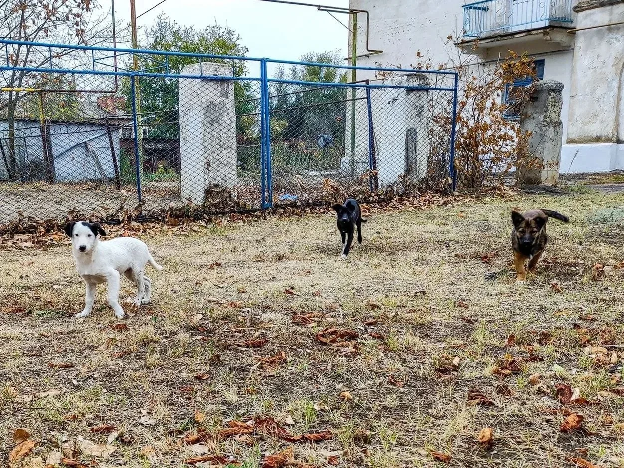 Зоозащитники попросили волгодонцев не бросать питомцев на дачах