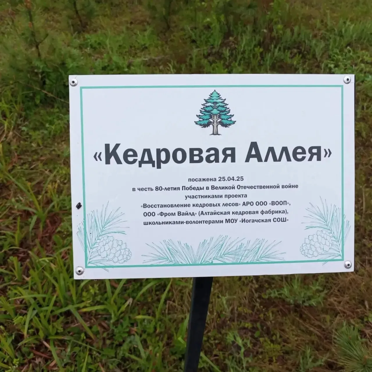 🌲Живая память поколений: выпускники Иогачской школы заложили «Сад памяти»🌲