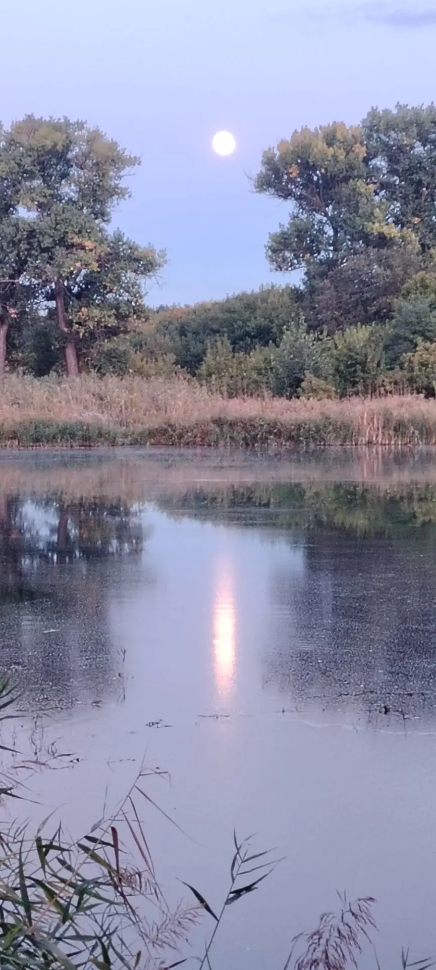Решил сфотографировать величие луны на фоне пруда и природной зелени. Камера не та и не...