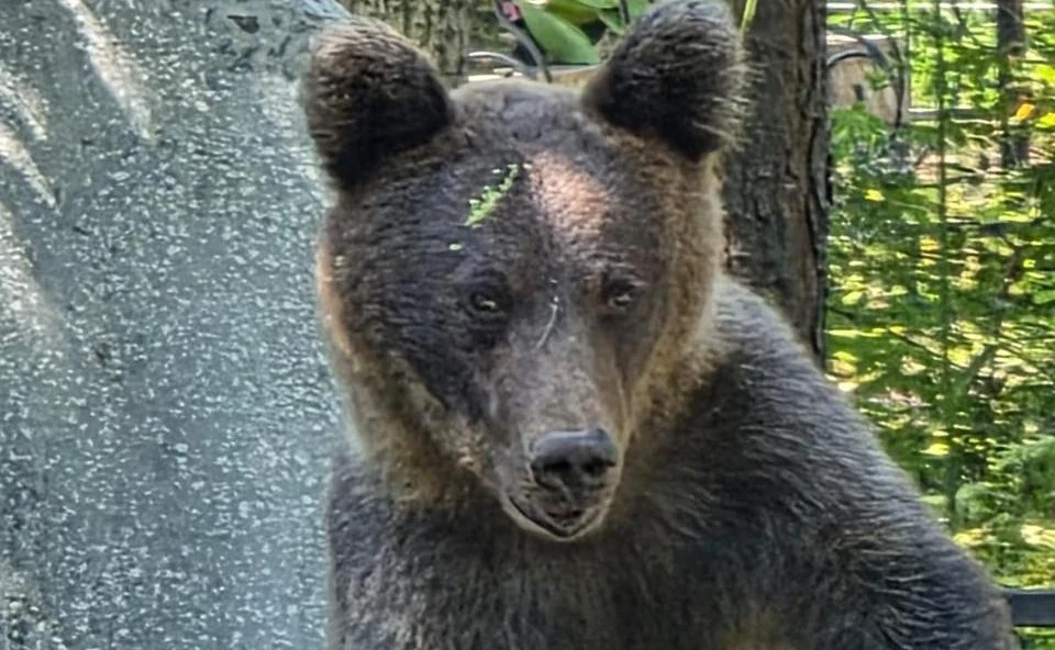 🐻 На серовском кладбище из-за медведей стало опасно работать и приходить к могилам