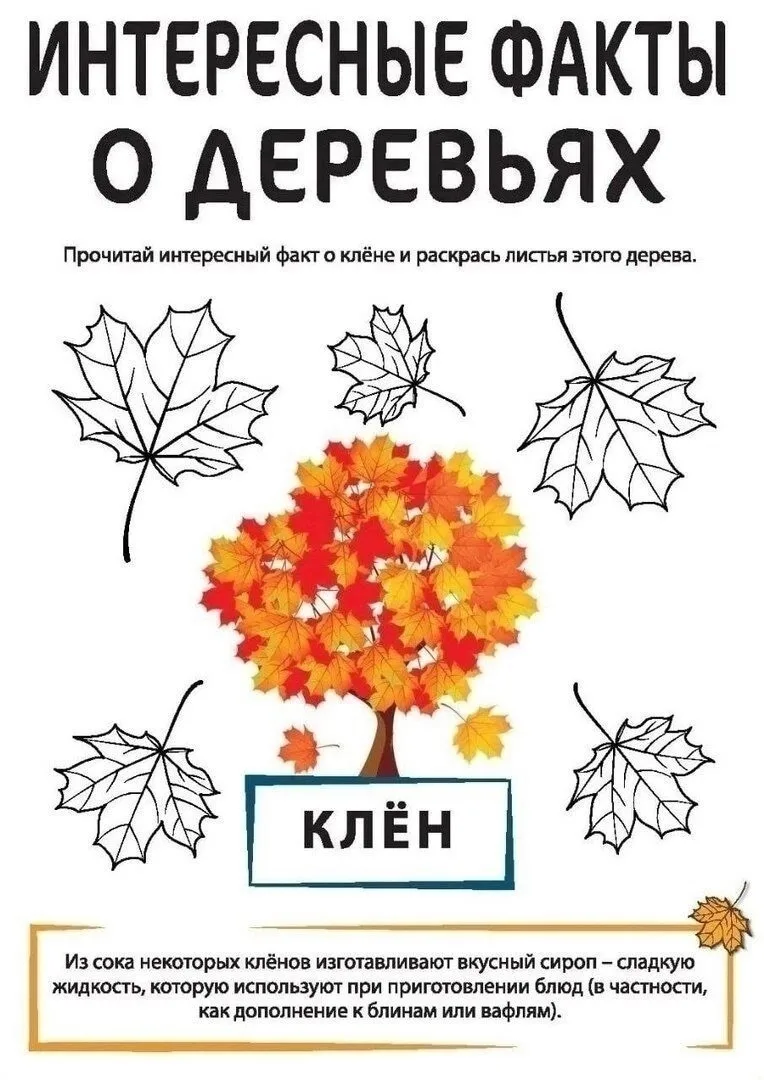 Интересные факты о деревьях