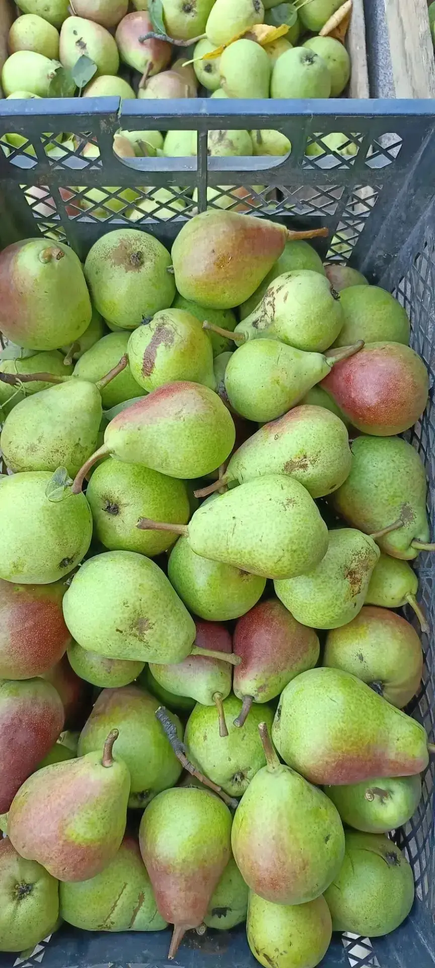 Продам грушу ! тел. +79615816982