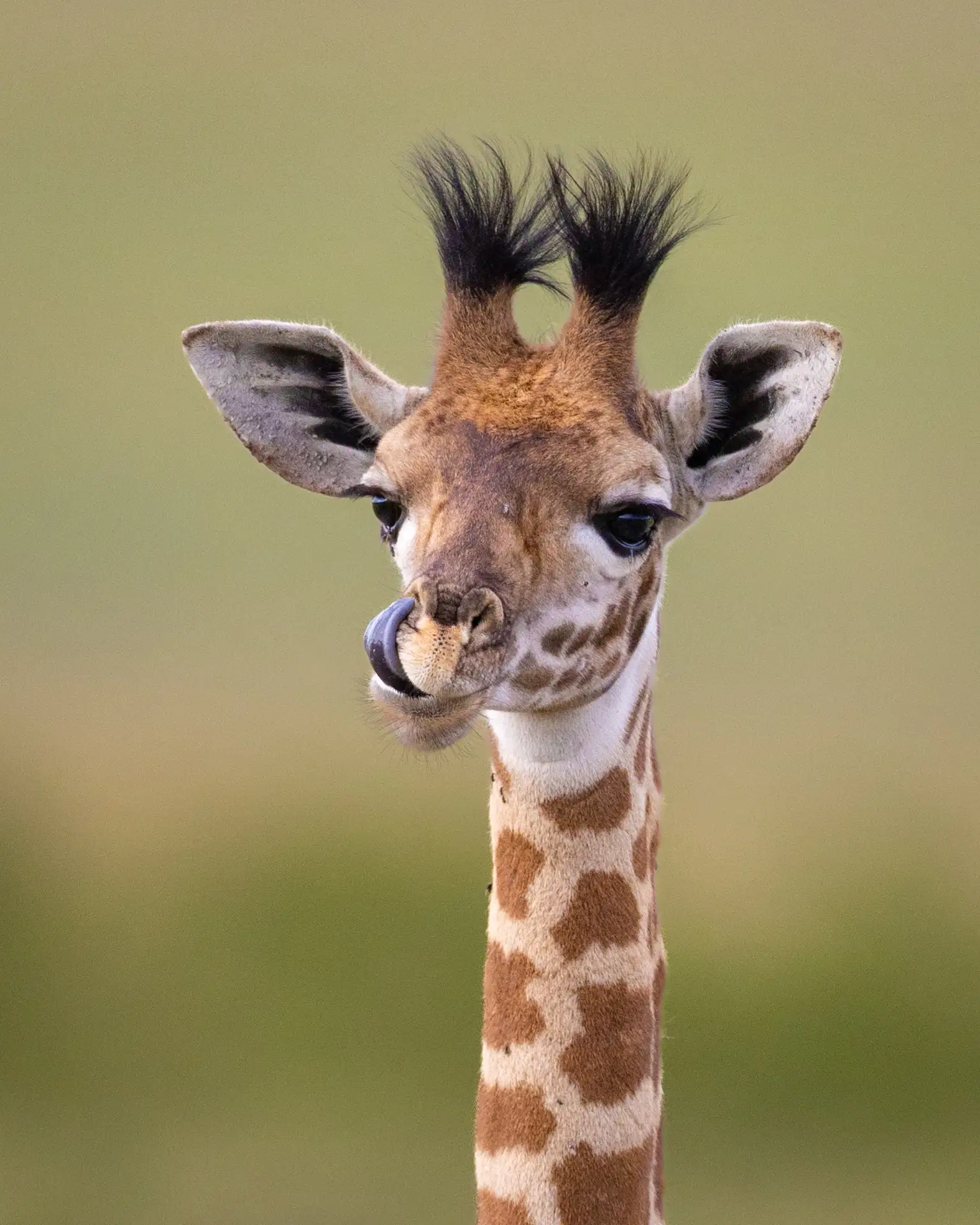 Все дети любят ковырять в носу. Даже если это жираф 🦒😄