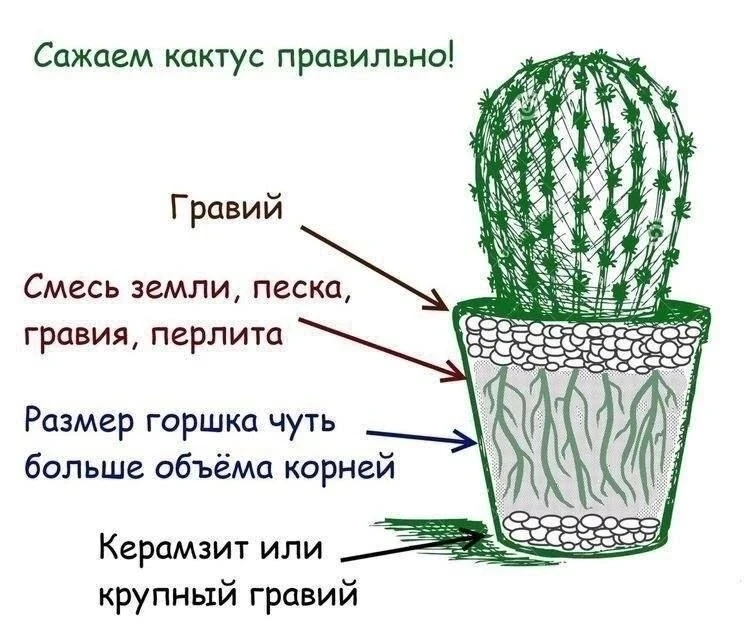 Сажаем кактус правильно🌵