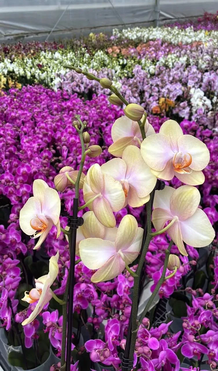 🌸 Предзаказ Голландия 🌸