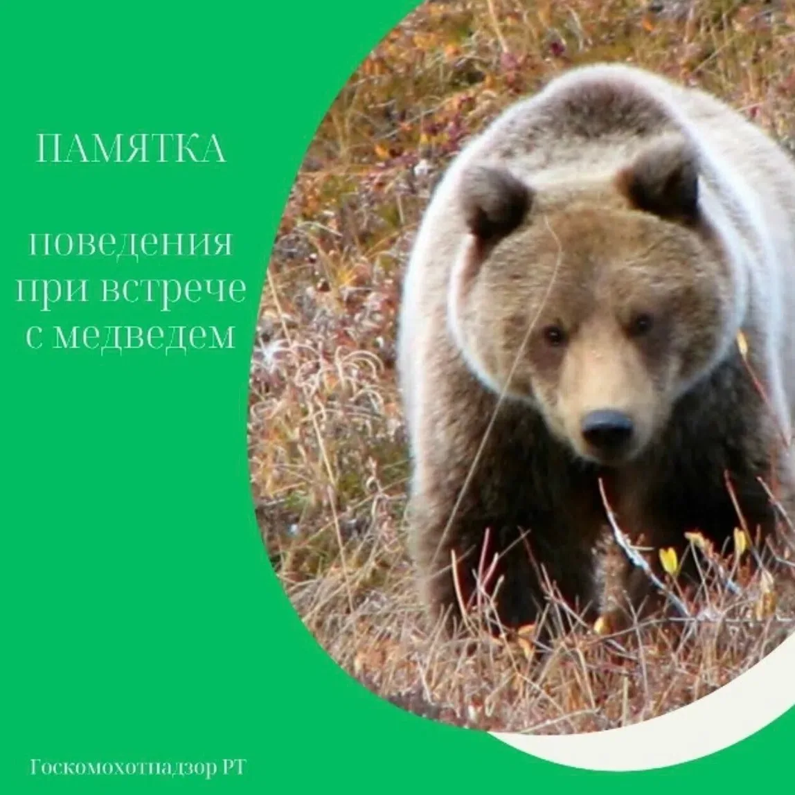 Бурый медведь - крупный хищник, необыкновенно сильный и, безусловно, опасный для челове...