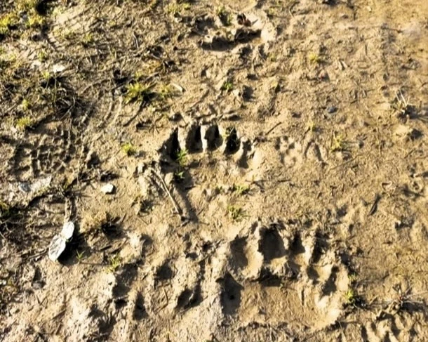❗️В Калужских лесах Медведи вышли из спячки  В лесничестве во время обхода нашли свежие медвежьи сле