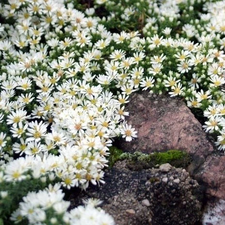 🌼🌼🌼Белая пена цветов до самых морозов: многолетник, который прикроет неприглядные ме...