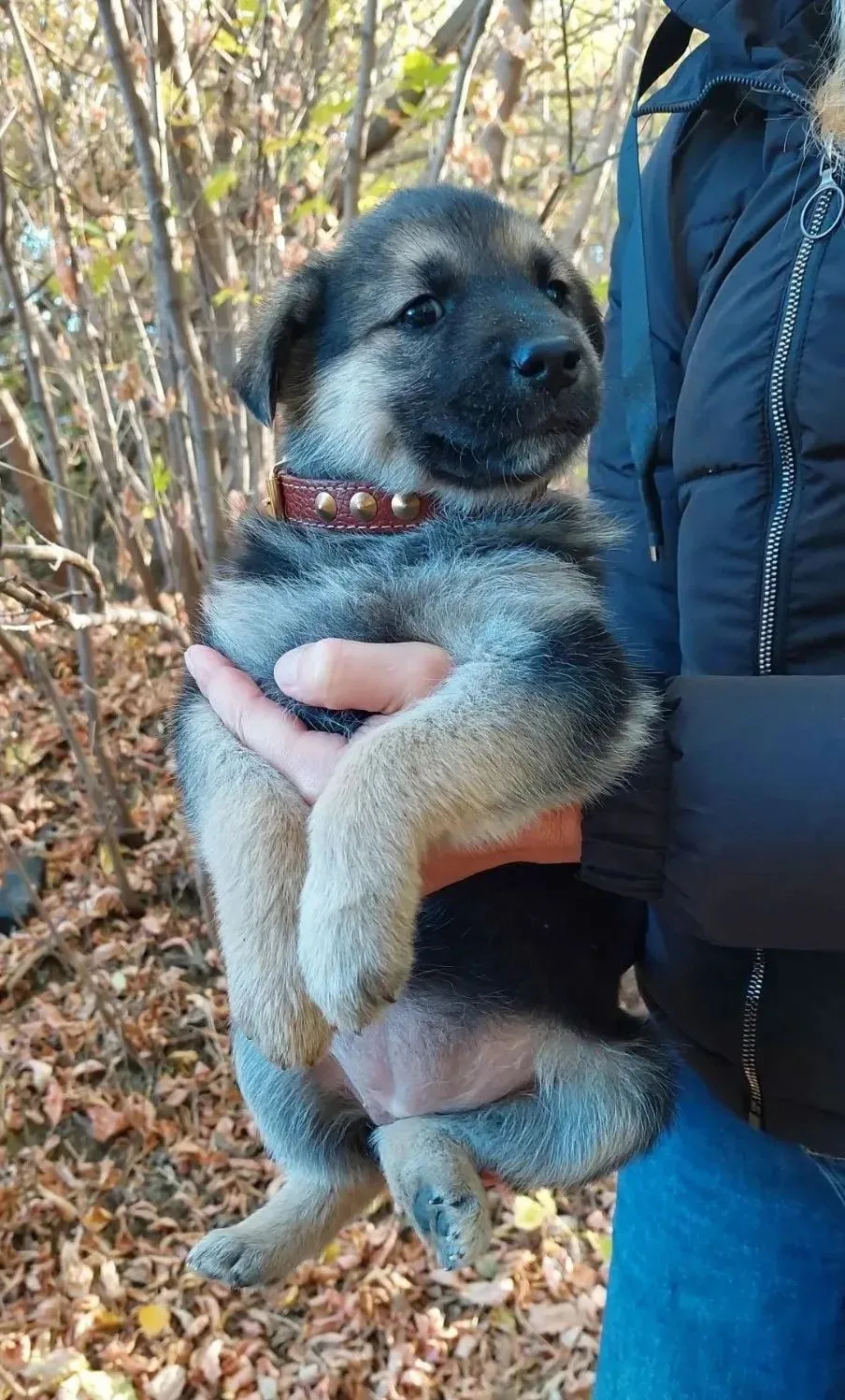 Ищет дом самая сладкая булочка! 🐾❤️
