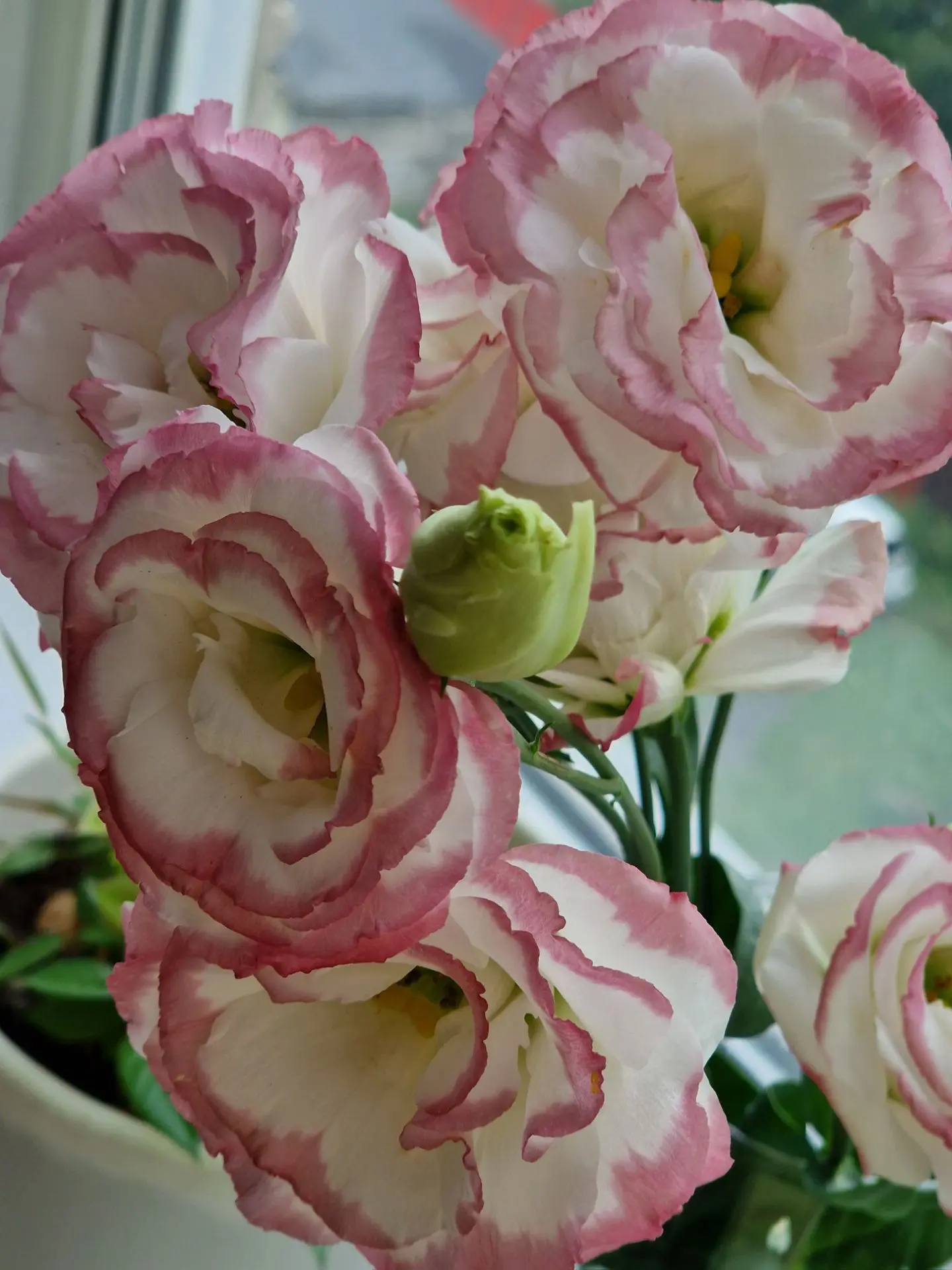 Веточка эустомы, которая изменила мой день 🌸