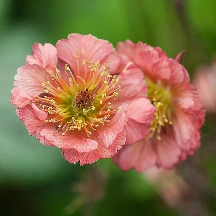 Гравилат чилийский «Белл Бэнк» (Geum chiloense 'Bell Bank') 🌸