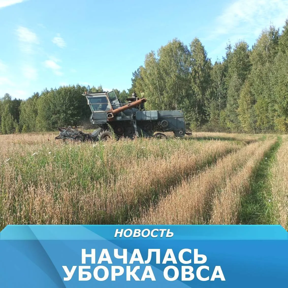 На поле животноводческого хозяйства СХА (колхоза) «Лузский» у деревни Старово зашумел к...