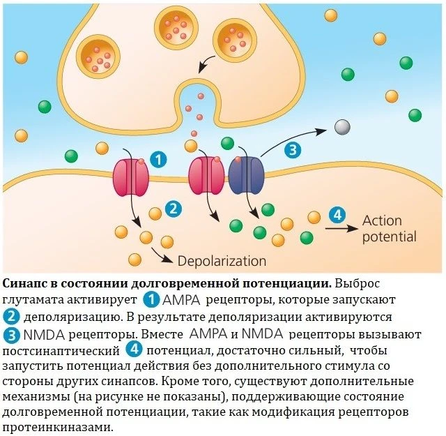 Долговременная потенциация – один из фундаментальных механизмов, за счёт которого проис...