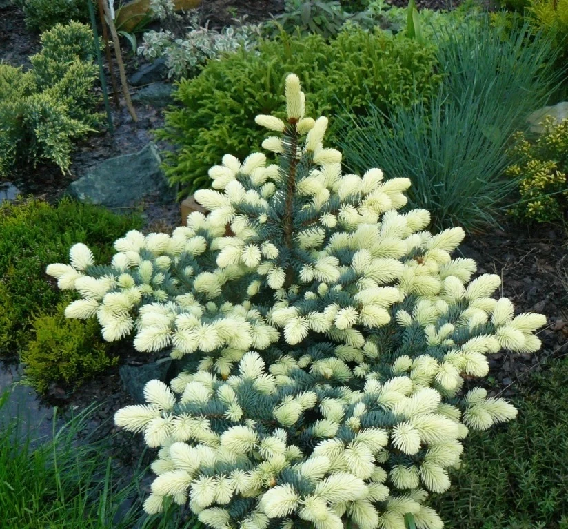 🌲 Bialobok🌲