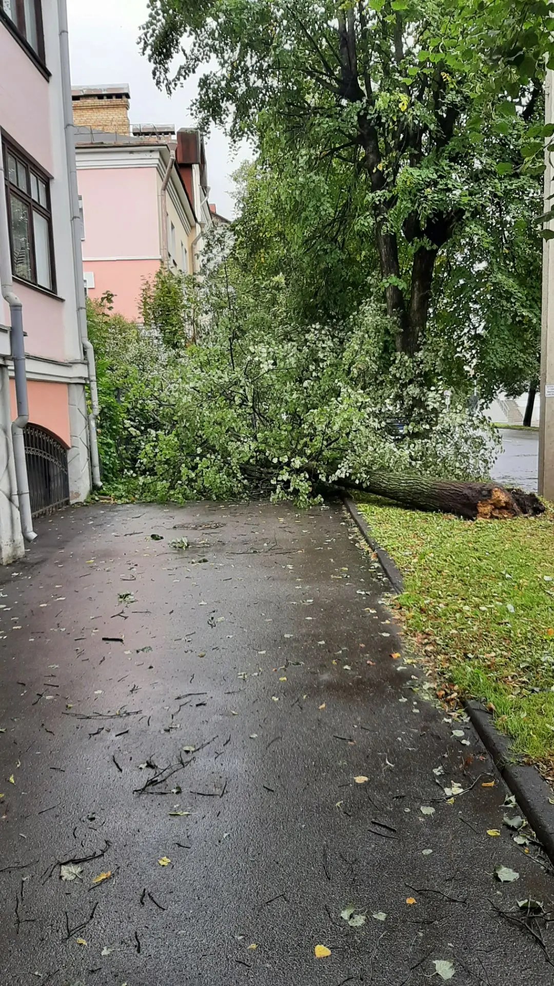 На ул. Славная в Великом Новгороде упавшее во время шторма дерево перегородило тротуар ☔