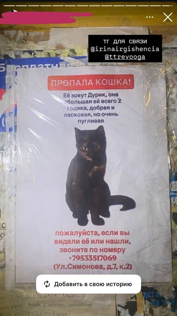 добрый вечер, хотела бы выложить пост о пропаже кошечки, выпала 29.08 с окна и пропала,...