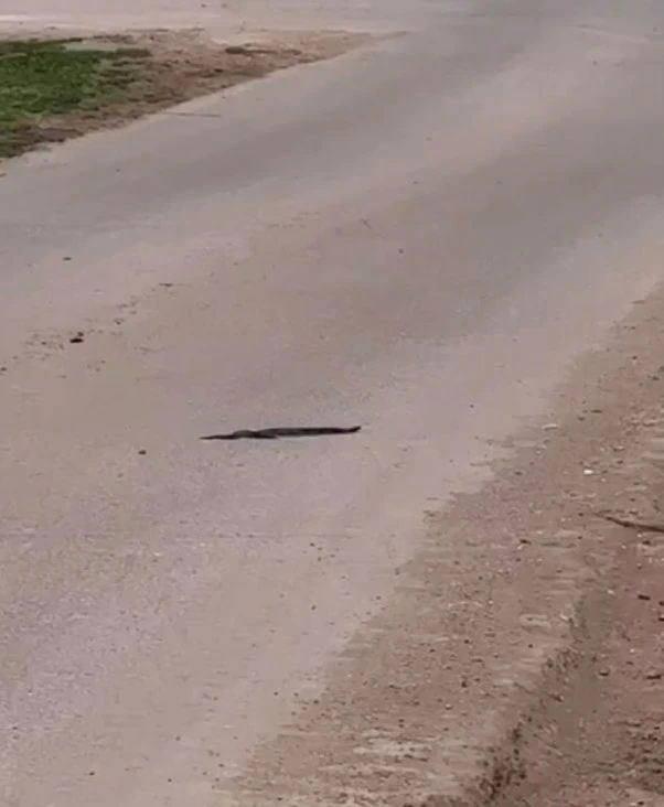 🐍 Змей заметили у Камышлинского кладбища  По сообщениям очевидцев, у Камышлинского кладбища зафиксир