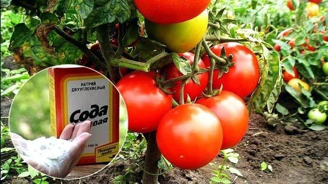 ‼️ Сода для томатов: простые и полезные рецепты