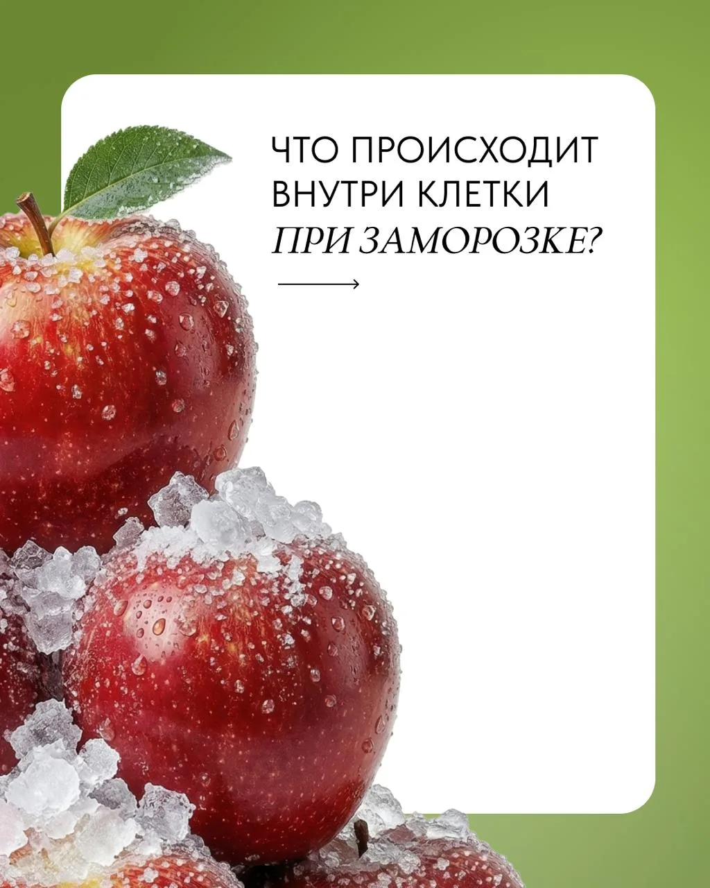 ЧТО ПРОИСХОДИТ ВНУТРИ КЛЕТКИ ПРИ ЗАМОРОЗКЕ?